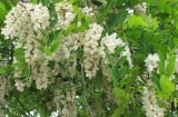 Cứ trồng các loại cây cảnh phong thủy này trước nhà là tài lộc ầm ầm kéo tới