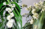 Bí quyết để cây thiết mộc lan ra hoa
