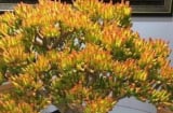 Tổ tiên dạy: Trồng 3 loại cây này trên ban công, tiền vào như nước, nghèo mấy cũng giàu