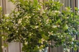 Trồng 5 loại cây này trong phòng khách, 9/10 gia đình giàu lên nhanh chóng