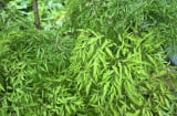 Trồng cây đinh lăng đúng vị trí này trong nhà, lộc vào như nước, tiền của dồi dào