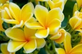 5 loại hoa đẹp nhưng tuyệt đối không nên trồng trong nhà kẻo rước xui xẻo, nghèo khó đeo bám