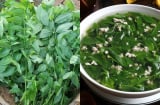 5 trường hợp nên Hạn Chế Ăn Rau Ngót