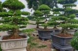 Vì sao trồng cây sanh trước nhà nên trồng 2 cây, tránh trồng 1? Nhiều người chưa biết ý nghĩa này