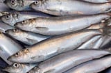 4 loại cá giàu omega-3 và canxi, rẻ hơn cá hồi, chợ Việt bán đầy - Đừng bỏ lỡ “báu vật sức khỏe” này