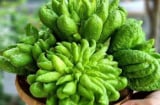 5 loại cây phong thủy giới nhà giàu yêu thích: Vừa làm đẹp không gian, vừa hút tài lộc dồi dào