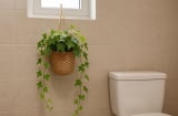 7 loại cây khử mùi nhà vệ sinh cực đỉnh: Nhỏ gọn mà lọc sạch không khí như máy