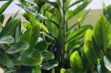 9 cây phong thủy cha ông truyền lại: Trồng một lần, hút lộc như vòi rồng, tiền bạc ào ạt vào nhà