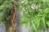 Cây đinh lăng phong thủy: Bí quyết trồng đúng vị trí để hút tài lộc, giữ của trong nhà