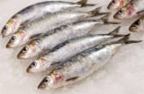 Loại cá rẻ bèo ở Việt Nam, chỉ vài chục nghìn/kg nhưng được chuyên gia Mỹ công nhận 'ngon và bổ nhất thế giới