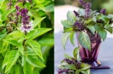  Trồng rau húng quế trong nhà: vừa tốt phong thủy vừa lợi sức khỏe