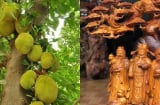 Vì sao người xưa dùng gỗ mít làm tượng thờ, đồ thờ, xây đình chùa nhưng lại kiêng trồng cây mít trước nhà?
