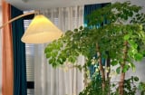 Người già dặn dò: Trồng 3 cây cảnh này, nhà cửa hưng vượng, con cháu sung túc