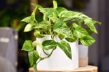 Người thuộc 3 mệnh này trồng cây trầu bà là ‘gánh lộc’ về nhà