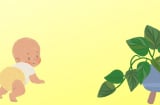 Nhà có con nhỏ, hãy cẩn trọng khi trồng 5 loại cây cảnh này