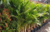 Trồng 4 loại cây phong thủy này, con cháu hưởng phúc lâu dài, gia đình bình an và sung túc