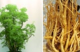 Trồng cây đinh lăng bao nhiêu tuổi là tốt nhất? Mẹo chọn đinh lăng đảm bảo dược tính