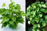 Trồng cây trầu bà trong nhà rước tài chiêu lộc nhưng hãy chú ý điều này kẻo họa tới