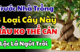 4 loại cây chiêu tài đón lộ: Trồng trước cửa nhà nào nhà đó giàu có, 10 nhà giàu thì 9 nhà có