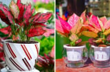 Mệnh Hỏa cứ trồng cây này: Phúc khí dâng cao - Tiền Tài không thiếu, lợi 3 trong 1