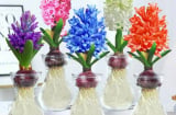 4 cây phong thủy trồng thủy sinh này, càng xanh tươi gia chủ càng phát tài, phát lộc