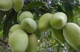 Trồng 4 loại cây trước nhà giúp giữ vượng khí, tụ lộc, gia chủ phất lên như diều gặp gió