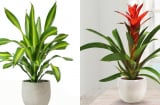 5 loại cây chiêu tài nạp lộc, đặt đúng chỗ tài vị tiền tài tự tìm đến với gia chủ