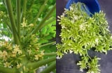 5 người này dùng nhhiều Hoa Đu Đủ Đực là hại hơn lợi, đừng ham