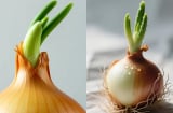 Hành tây mọc mầm xanh, ăn được hay nên bỏ?