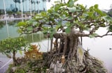 Nhà giàu không bao giờ trồng 5 loại cây phong thủy này, vừa tiêu tán tài lộc, vừa rước bệnh