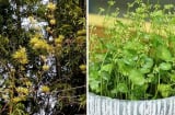 Thấy 4 cây này ra hoa đừng vội mừng: Đây là điềm báo vận xui đang cận kề
