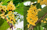 Vi sao người giàu thích trồng cây mộc hương trong sân nhà?