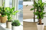 Dù nhà có nghèo đến mấy, cũng nên đặt cây xanh ở những vị trí này để đổi vận, càng ở càng giàu có