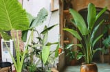 Tại sao phong thủy thích cây lá to hơn cây lá nhỏ? Bí mật của năng lượng thịnh vượng trong không gian sống