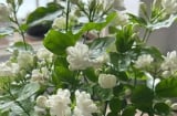 5 loại cây cảnh mang điềm xấu, tuyệt đối không nên trồng trong nhà kẻo rước xui xẻo