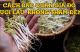 Cách bảo quản giá đồ để cả tuần vẫn mũm mĩm, không sợ thâm đen