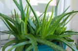 Trồng 1 chậu cây 'báu vật xanh' này trong nhà, giúp thanh lọc năng lượng xấu, mang lại sức khỏe, may mắn, thịnh vượng