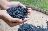 Uống 2 ly trà Đậu đen trước bữa ăn, giúp giảm cân, ít rụng tóc, da đẹp và trẻ lâu