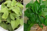 Loại nước lá tốt cho người bị viêm xoang, chợ nào cũng có