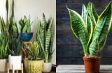 Người thuộc 2 mệnh này trồng Cây Lưỡi Hổ, lộc đến ngập nhà