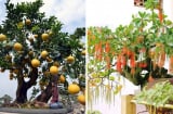 Ông bà dặn: “Trồng cây là gieo phúc”: 5 cây ông bà trồng con cháu hưởng phúc thịnh vượng, bình an
