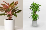 Đặt đúng 4 loại cây này trong nhà, Thần Tài gõ cửa, tiền vào như nước, cả năm phú quý đủ đầy