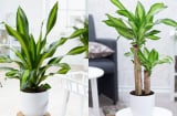 Người thuộc 2 mệnh này trồng cây Thiết Mộc Lan là mang vàng vào nhà, hút lộc cực đỉnh