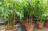 Trồng 3 loại cây “gác cổng” này, để hóa giải vận xui, chiêu tài giữ lộc cực tốt