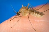 Virus lạ do muỗi truyền qua người khiến 63 người tử vong: 7 triệu chứng giống cúm nhưng cực nguy hiểm