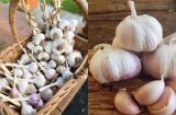 Đầu bếp chỉ mẹo bảo quản tỏi không cần tủ lạnh, để nửa năm vẫn tươi ngon