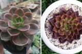 Người mệnh Thổ hợp với 3 loại cây phong thủy này, trồng trong nhà là tiền bạc đổ về ào ào