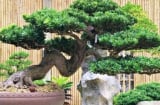 Loại cây người nghèo chê bỏ, người giàu thích trồng: Càng trồng càng giàu