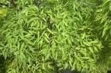 Người thuộc 3 mệnh này trồng cây Đinh Lăng, lộc đến ào ào, tiền vào như nước