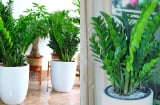 Đặt cây Kim Tiền vào đúng vị trí này, tài lộc mới đến nhà